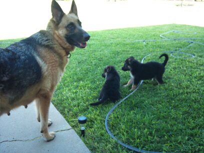 Matterhorn With Pups From 7-10-11 Litter